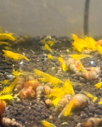 Neocaridina "Yellow Golden Back"