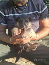 Cuccioli di pastore tedesco