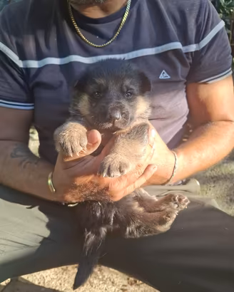 Cuccioli di pastore tedesco