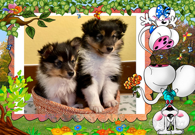 Pastore shetland il piccolo lassie in miniatura