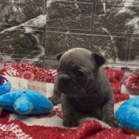 Cucciola Bulldog Francese TOTAL BLUE