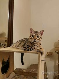 Gatto del bengala