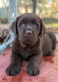 Labrador da esposizione