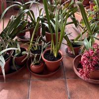 Orchidea e aloe piante