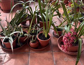 Orchidea e aloe piante