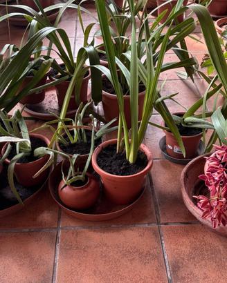 Orchidea e aloe piante