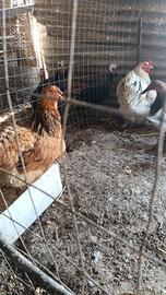 Galline