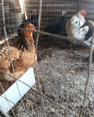 Galline
