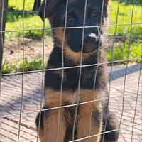 Cuccioli di pastore tedesco