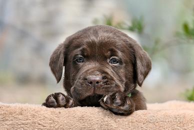 Cuccioli di labrador con pedigree