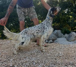 Setter inglese