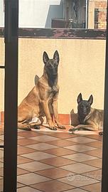 Cuccioli prenotabili di pastore belga
