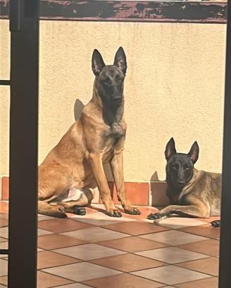 Cuccioli prenotabili di pastore belga