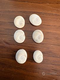 Conchiglie Occhi di Santa Lucia