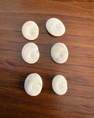 Conchiglie Occhi di Santa Lucia