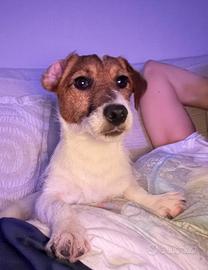 Adulto Jack Russell