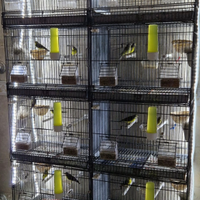 Canarini del mozambico