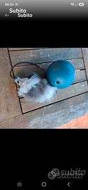 Gioco per gatto
