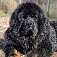 Mastino Tibetano