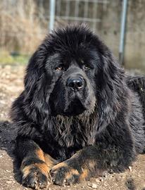 Mastino Tibetano