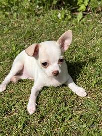 Cucciolo di chihuahua