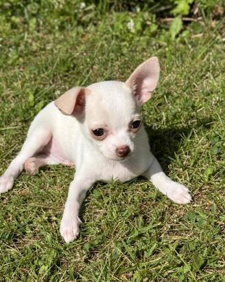 Cucciolo di chihuahua