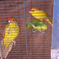 Pappagalli kakariki femmine