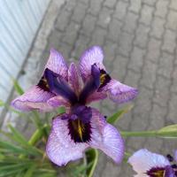 Iris lilla