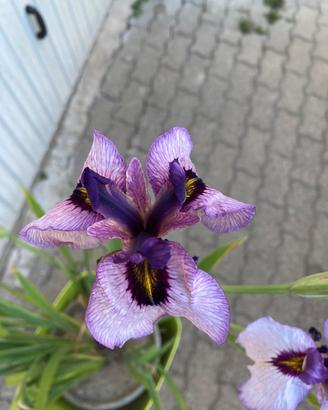 Iris lilla