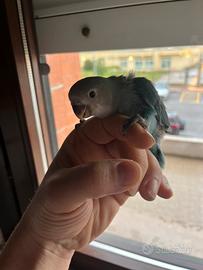 Inseparabile blu allevato a mano