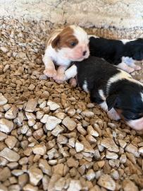 Cavalier King