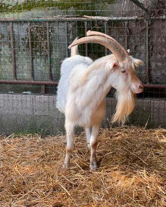 Caprone saanen pure
