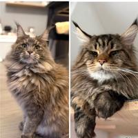 Cuccioli Maine Coon di alta genealogia