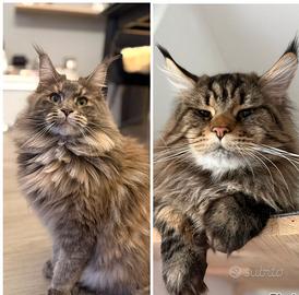 Cuccioli Maine Coon di alta genealogia