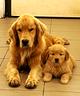 goldenretrieveramericano-ultimo-disponibile-subito