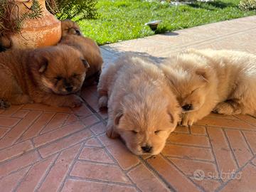 Cuccioli di Chow Chow