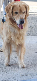 Golden retriver