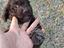 Immagine 5