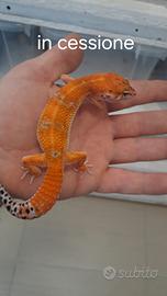 Geco leopardino