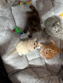 Piccoli persiani dolcissimi