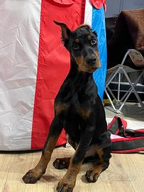 Cucciolo dobermann 3 mesi