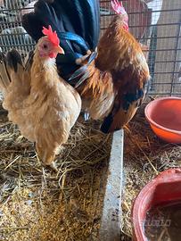 Gallina serama malese