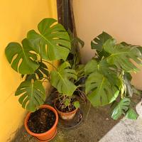 Monstera pianta decorativa da interno