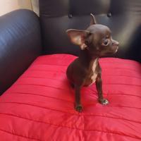 Cuccioli di chihuahua toy