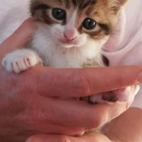 Maschio e femmina gattini metà siberiani 2 mesi