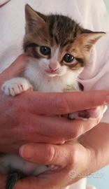 Maschio e femmina gattini metà siberiani 2 mesi