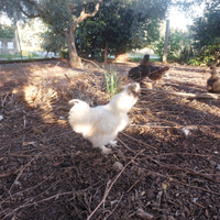 Galli Silkie