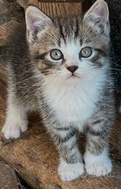 Gattini