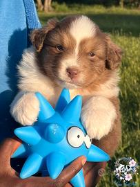 Cucciolo Australian Shepherd