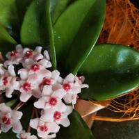 hoya fiore di cera